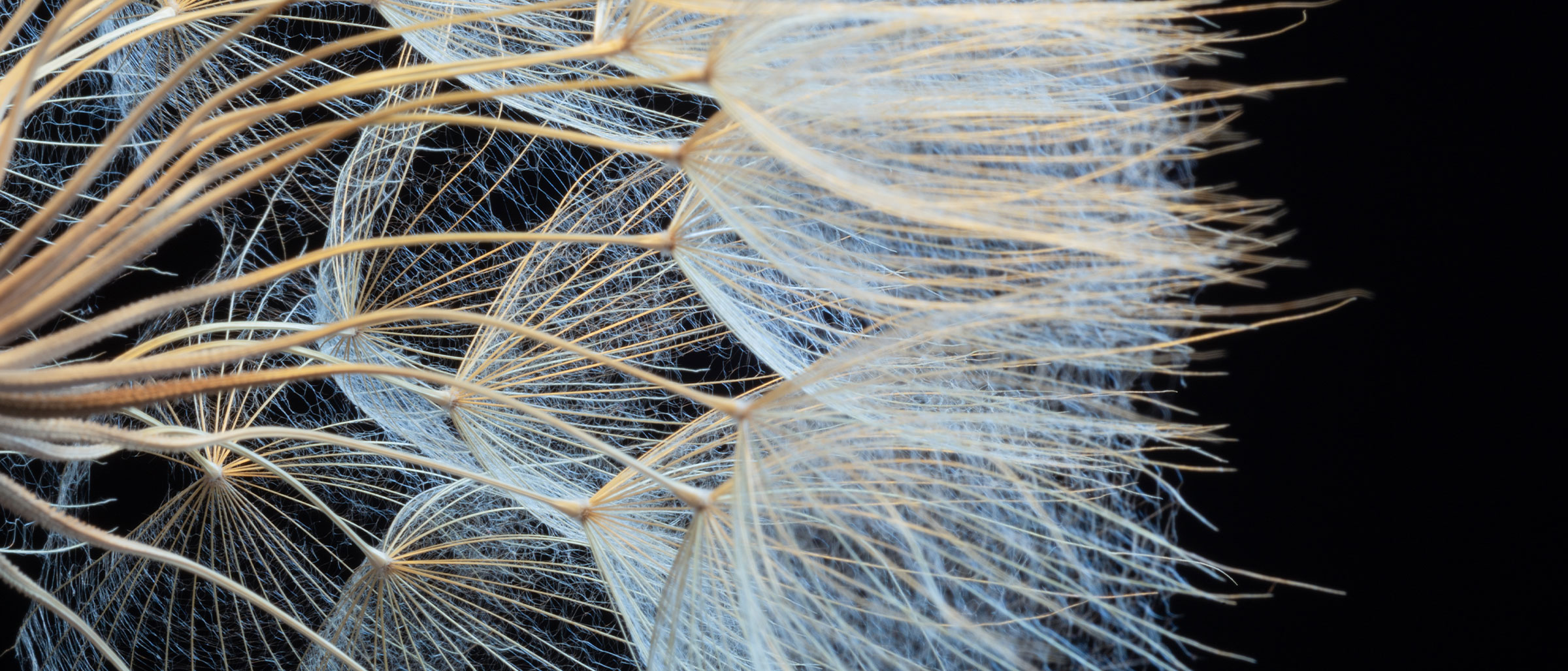 Zoomed in image of a dandelion